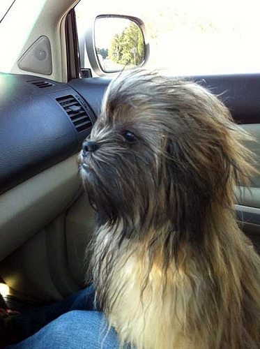 7wookie-chewbacca-dog-car-star%20wars-1294016295a.jpg
