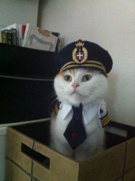 captain-cat-box-tie-pilot-1330020310z.jpg