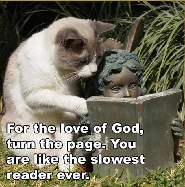 Tags: cat reading book slow reader