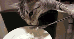 cat-eating-rice-fork-bowl-1348366396Y.gif