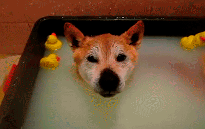 rubber-duck-dogs-head-bath-13625934326.g