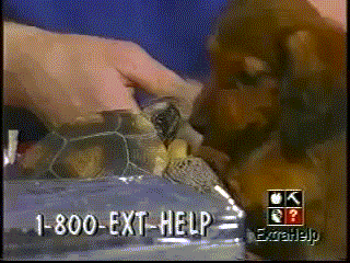 turtle-bites-dogs-tongue-puppy-1360632023E.gif