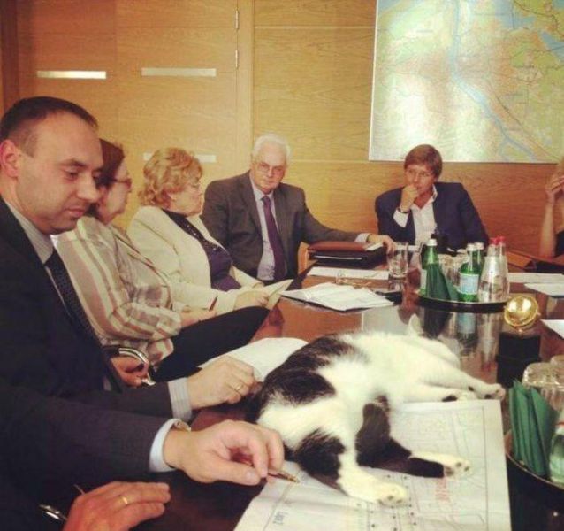 important-business-meeting-cat-asleep-13537066011.jpg