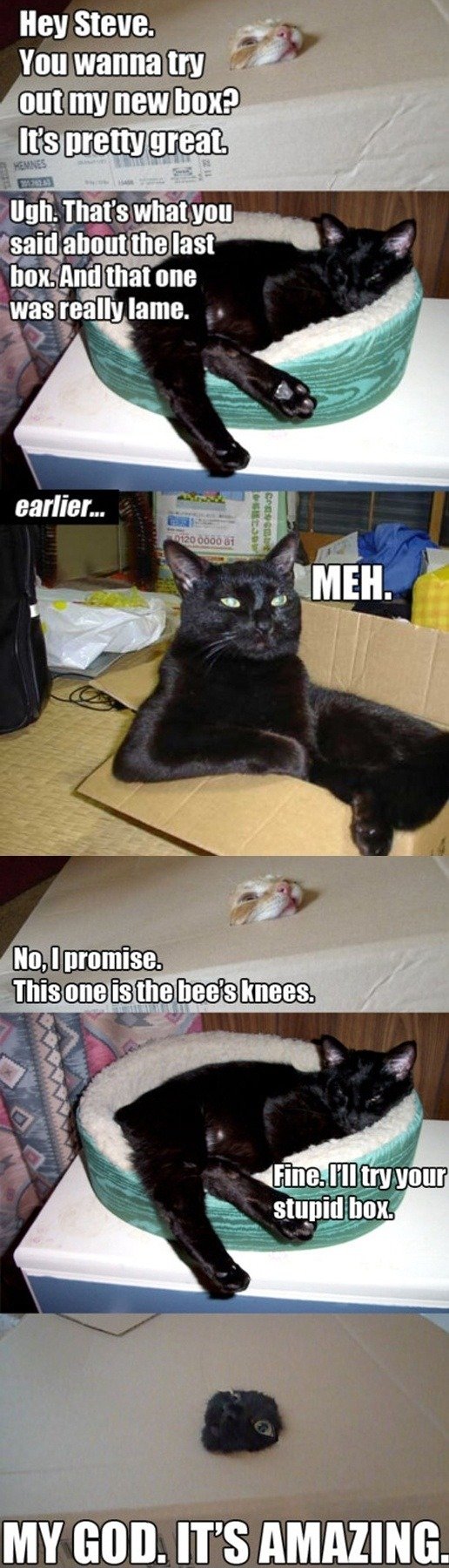 steve-cat-box-try-amazing-1322499484k.jpg