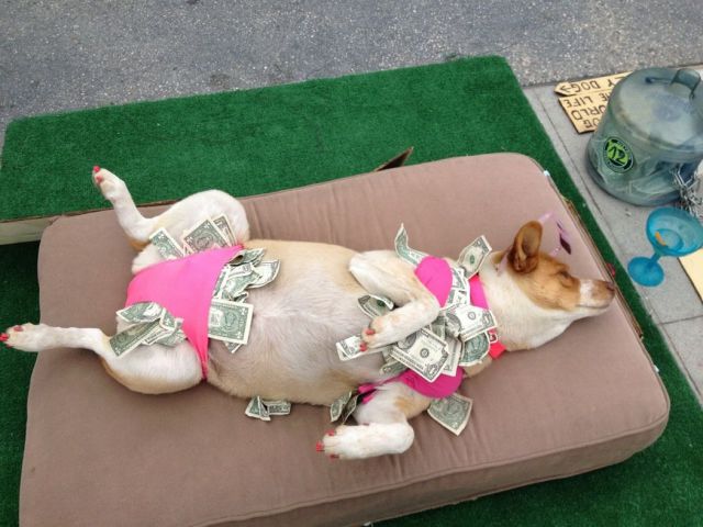 stripper-dog-bikini-money-dollars-136061