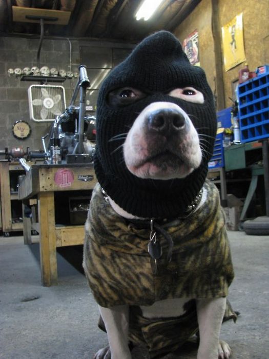 Pic tags:Pic tags terrorist dog cammo army costume