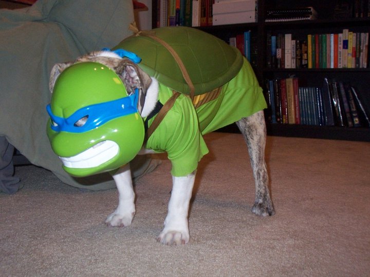dog-ninja-turtle-costume-mask-1311817778x.jpg